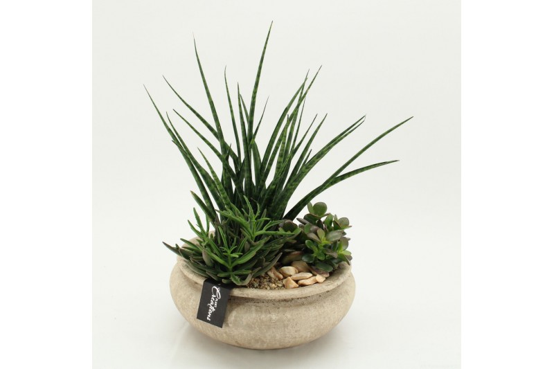 Arrangementen Sansevieria  SUCR-2630 Succulent Essentials 3 pp 