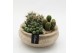 Arrangementen cactus CTCR-2637 Cactus Essentials 3 pp 