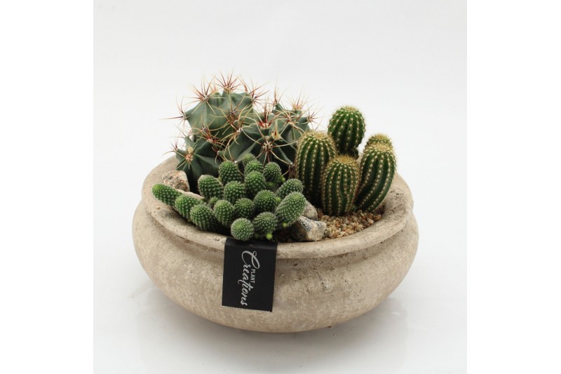 Arrangementen cactus CTCR-2637 Cactus Essentials 3 pp 