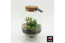 Arrangementen kamerplanten GRCR-2651 Green Essentials terrarium 2 pp