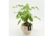 Arrangementen kamerplanten GRCR-2635 Green Essentials 2 pp 