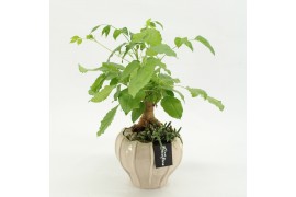 Arrangementen kamerplanten GRCR-2635 Green Essentials 2 pp