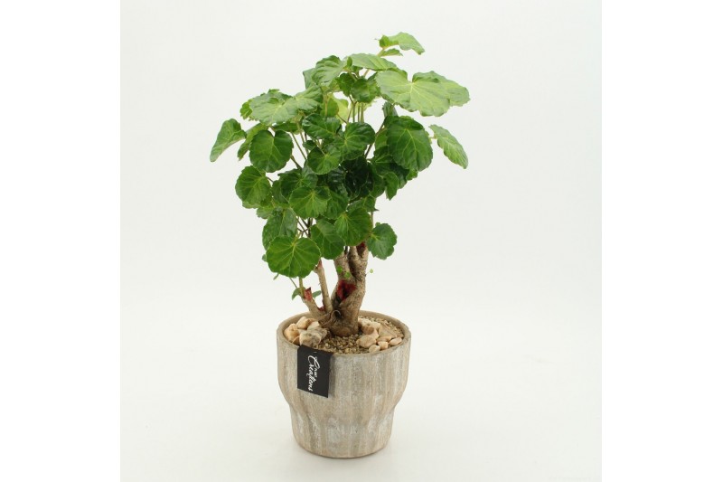 Arrangementen kamerplanten GRCR-2648 Green Essentials 1 pp 