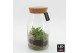 Arrangementen kamerplanten GRCR-2650 Green Essentials terrarium 2 pp 