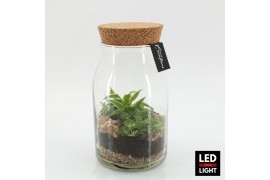 Arrangementen kamerplanten GRCR-2650 Green Essentials terrarium 2 pp