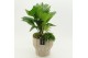 Arrangementen kamerplanten GRCR-2649 Green Essentials 3 pp 