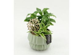 Arrangementen kamerplanten GRCR-2641 Green Essentials 2 pp