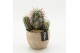 Arrangementen cactus CTCR-2603 Cactus Essentials 1 pp 
