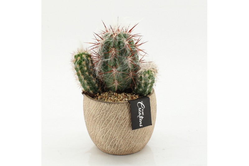 Arrangementen cactus CTCR-2603 Cactus Essentials 1 pp 