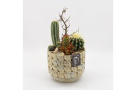 Arrangementen cactus CTCR-2618 Cactus Essentials 3 pp