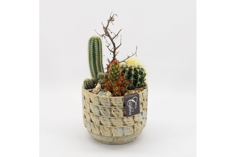 Arrangementen cactus CTCR-2618 Cactus Essentials 3 pp 