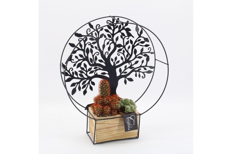 Arrangementen cactus CTCR-2617 Cactus Essentials 2 pp 