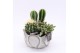 Arrangementen cactus CTCR-2638 Cactus Essentials 3 pp 