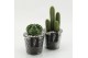 Arrangementen cactus CTCR-2628 Cactus Essentials 1 pp 