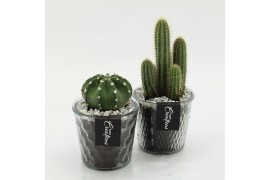 Arrangementen cactus CTCR-2628 Cactus Essentials 1 pp