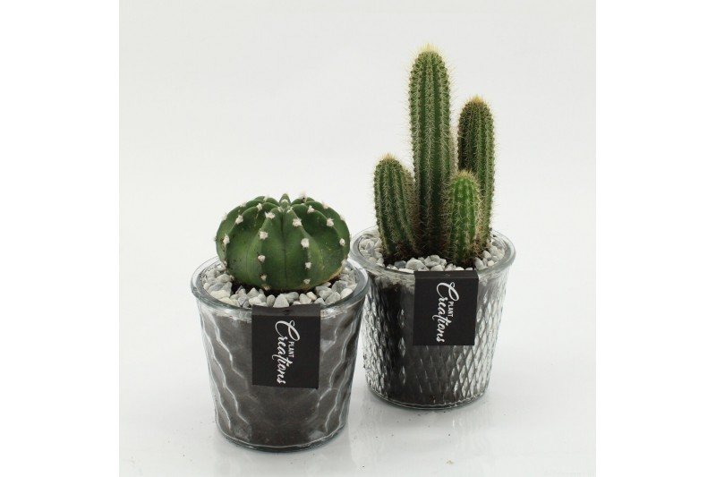 Arrangementen cactus CTCR-2628 Cactus Essentials 1 pp 