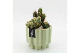 Arrangementen cactus CTCR-2623 Cactus Essentials 3 pp