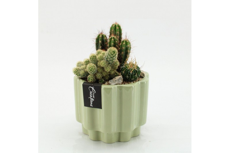 Arrangementen cactus CTCR-2623 Cactus Essentials 3 pp 