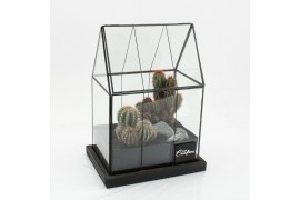 Arrangementen cactus CTCR-2627 Cactus Essentials Terrarium 2 pp