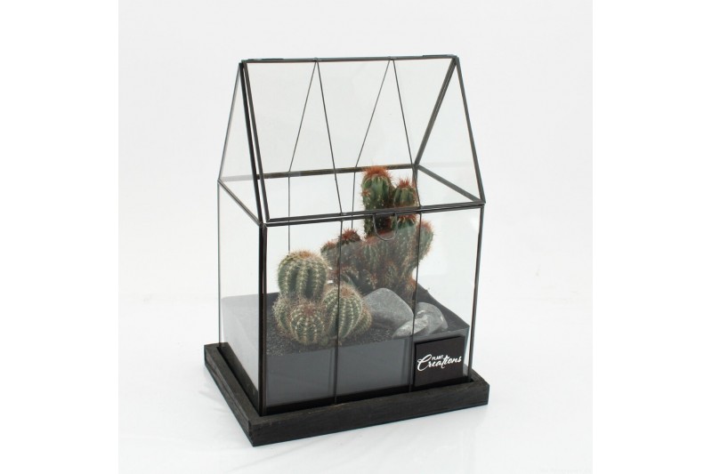 Arrangementen cactus CTCR-2627 Cactus Essentials Terrarium 2 pp 