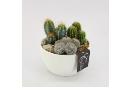 Arrangementen cactus CTCR-2625 Cactus Essentials 3 pp