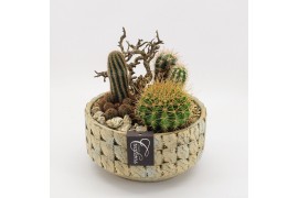 Arrangementen cactus CTCR-2619 Cactus Essentials 3 pp