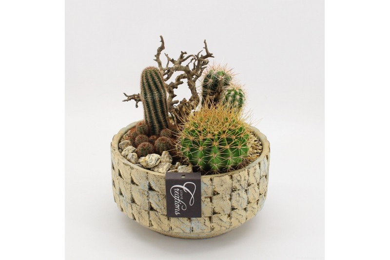 Arrangementen cactus CTCR-2619 Cactus Essentials 3 pp 