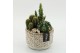 Arrangementen cactus CTCR-2602 Cactus Essentials 3 pp 