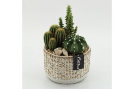 Arrangementen cactus CTCR-2602 Cactus Essentials 3 pp