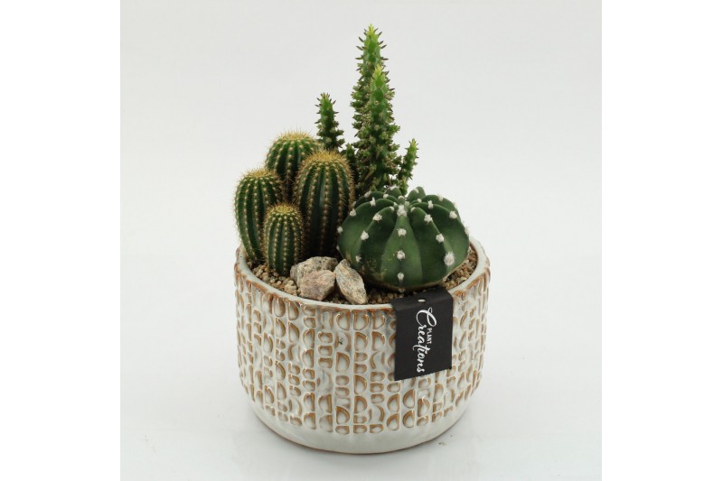 Arrangementen cactus CTCR-2602 Cactus Essentials 3 pp 