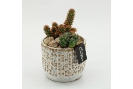 Arrangementen cactus CTCR-2601 Cactus Essentials 2 pp