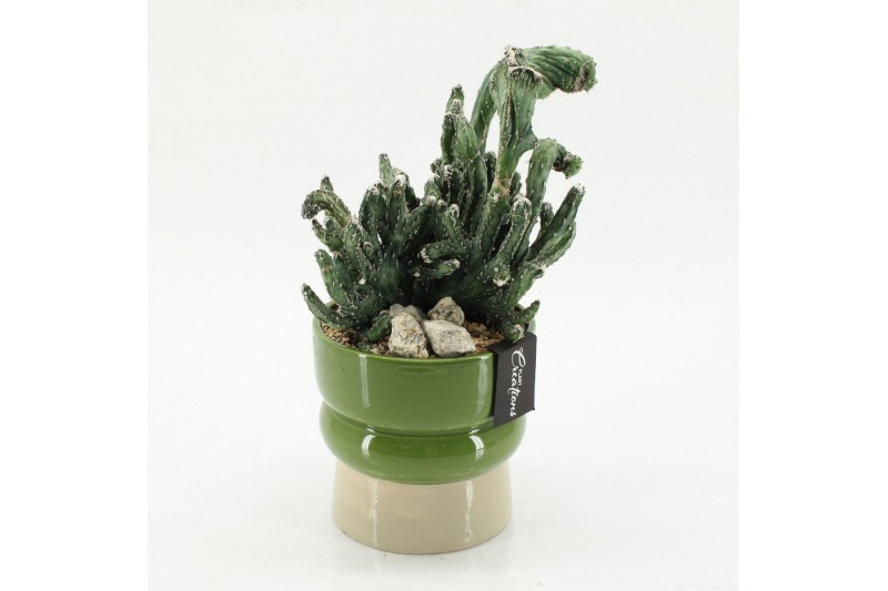 Arrangementen cactus CTCR-2621 Cactus Essentials 1 pp 