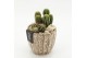Arrangementen cactus CTCR-2609 Cactus Essentials 2 pp 