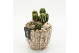 Arrangementen cactus CTCR-2609 Cactus Essentials 2 pp