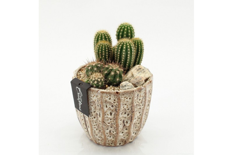 Arrangementen cactus CTCR-2609 Cactus Essentials 2 pp 