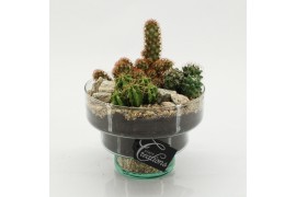 Arrangementen cactus CTCR-2633 Cactus Essentials 3 pp