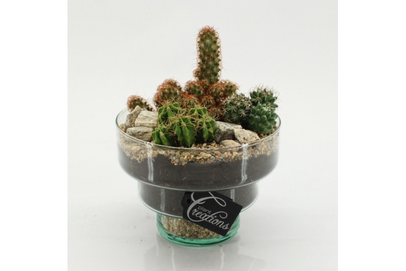 Arrangementen cactus CTCR-2633 Cactus Essentials 3 pp 