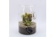 Arrangementen cactus CTCR-2632 Cactus Essentials Terrarium 2 pp 