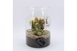 Arrangementen cactus CTCR-2632 Cactus Essentials Terrarium 2 pp