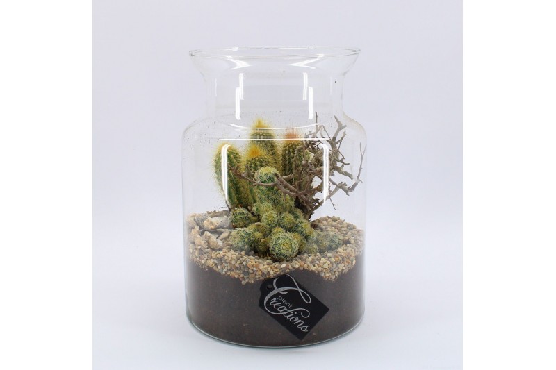 Arrangementen cactus CTCR-2632 Cactus Essentials Terrarium 2 pp 