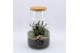 Arrangementen cactus CTCR-2634 Cactus Essentials Terrarium 3 pp 