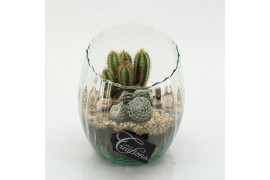 Arrangementen cactus CTCR-2631 Cactus Essentials 2 pp