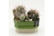 Arrangementen cactus CTCR-2622 Cactus Essentials 2 pp 