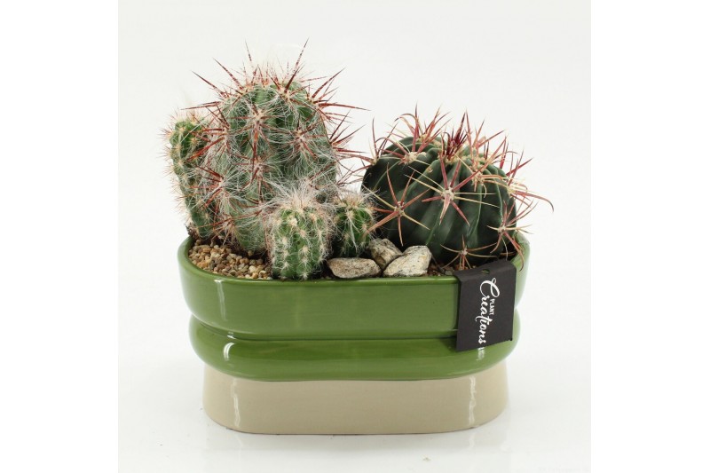 Arrangementen cactus CTCR-2622 Cactus Essentials 2 pp 