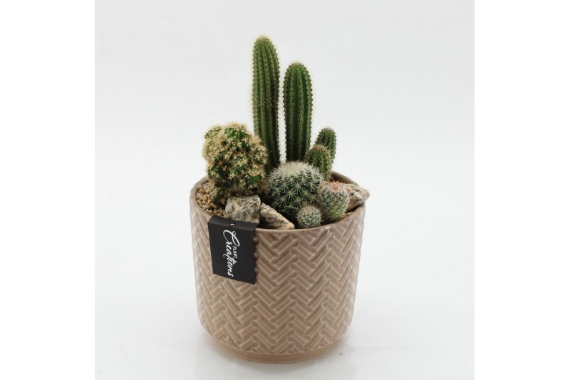 Arrangementen cactus CTCR-2607 Cactus Essentials 3 pp 