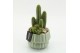 Arrangementen cactus CTCR-2620 Cactus Essentials 2 pp 
