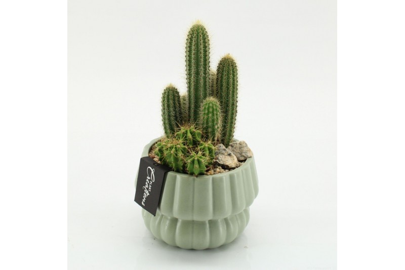Arrangementen cactus CTCR-2620 Cactus Essentials 2 pp 
