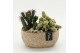 Arrangementen cactus CTCR-2604 Cactus Essentials 2 pp 