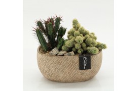 Arrangementen cactus CTCR-2604 Cactus Essentials 2 pp