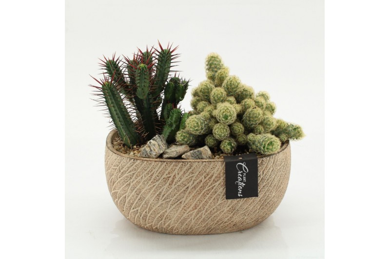 Arrangementen cactus CTCR-2604 Cactus Essentials 2 pp 